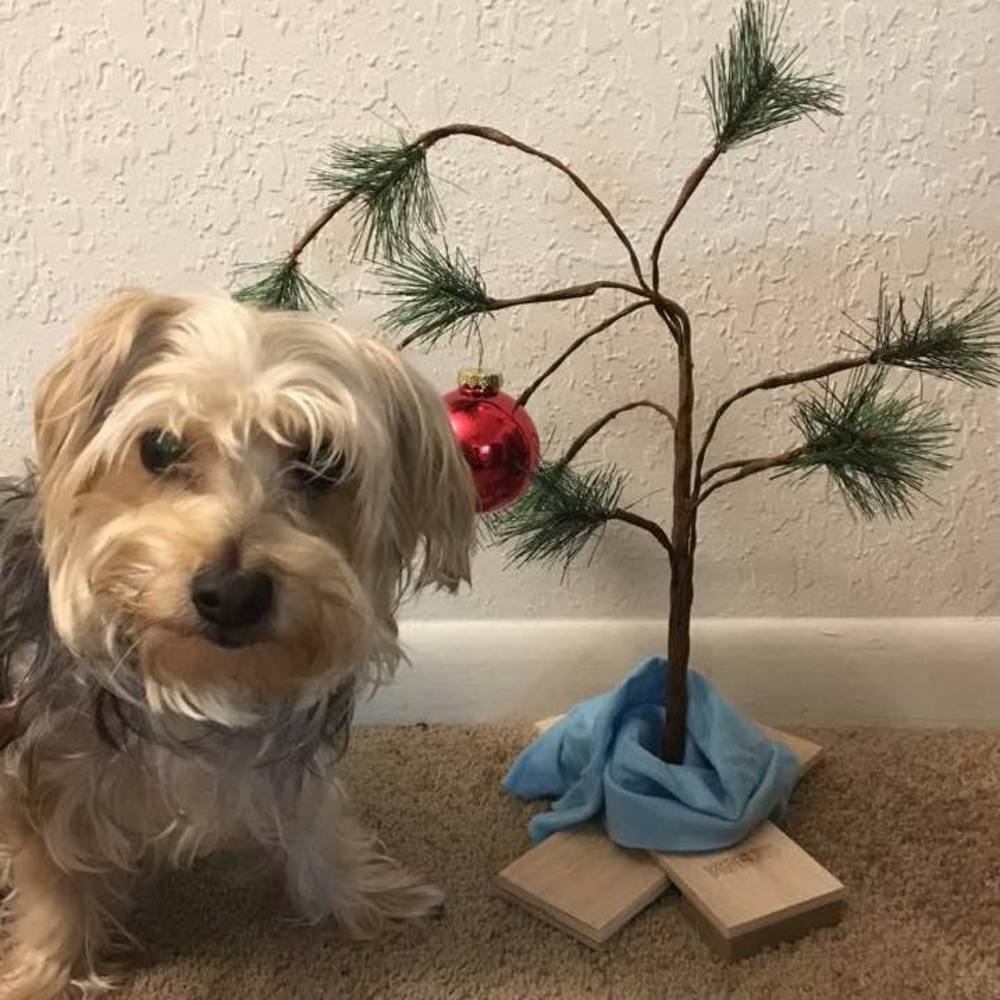 Meet your Posher, Saviya